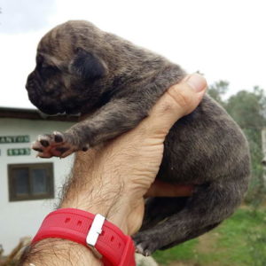 Cachorros de alanos