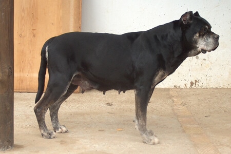 Pantera Del Condado De Niebla
