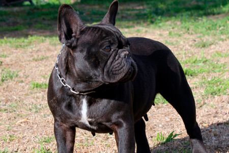 Pertierra Bimba