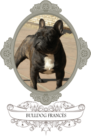 buldog frances